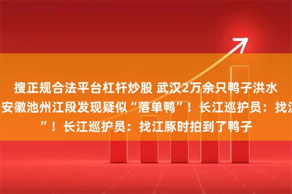 搜正规合法平台杠杆炒股 武汉2万余只鸭子洪水中集体“出逃”，安徽池州江段发现疑似“落单鸭”！长江巡护员：找江豚时拍到了鸭子